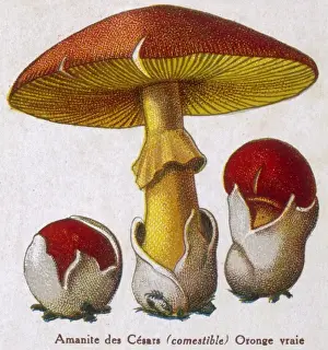 Red Mushroom Species Prints: Funghi / Amanite Caesar