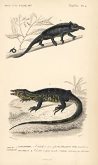 Furcifer bifidus chameleon and water monitor lizard Furcifer bifidus chameleon and water monitor lizard