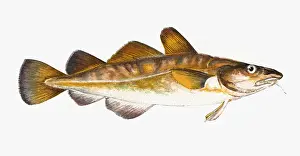 Historical Fish Species Prints: Gadus callarias, Baltic or Variable Cod