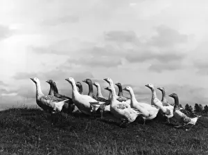A Gaggle of Geese Print, 1950s