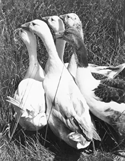 Related Prints: Mary Evans Print: Five Geese