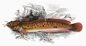 Gaidropsarus vulgaris, or Three-Bearded Rockling Gaidropsarus vulgaris, or Three-Bearded Rockling