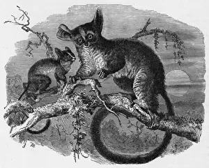 Primate Images Prints: GALAGO