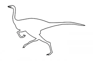 Mesozoic Era Illustrations Prints: Gallimimus