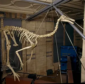 Gallimimus Print - A 6-metre long Upper Cretaceous ornithomimid skeleton