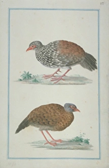 Galloperdix bicalcarata, Ceylon spurfowl Galloperdix bicalcarata, Ceylon spurfowl