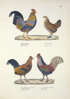 Gallus sonneratii, grey junglefowl, G. gallus bankiva, red j Gallus sonneratii, grey junglefowl, G. gallus bankiva, red j