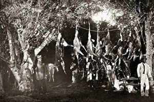 Game hunters with their catch, South Africa, circa 1888 Game hunters with their catch, South Africa, circa 1888