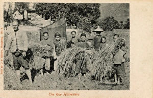 A gang of young rice harvesters - Rural China A gang of young rice harvesters - Rural China