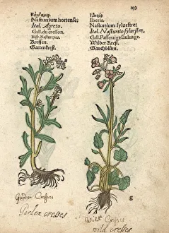 Garden cress, Lepidium sativum, and creeping Garden cress, Lepidium sativum, and creeping