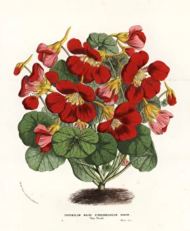 Garden nasturtium variety, Tom Thumb, Tropaeolum majus Garden nasturtium variety, Tom Thumb, Tropaeolum majus