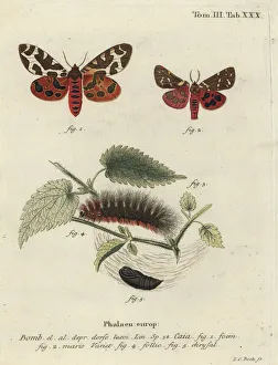 Garden tiger moth or great tiger moth, Arctia caja Garden tiger moth or great tiger moth, Arctia caja
