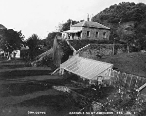 Gardens on Green Mountain, Ascension Island Gardens on Green Mountain, Ascension Island
