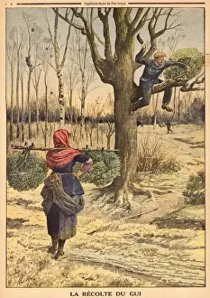 Mistletoe Harvest Print