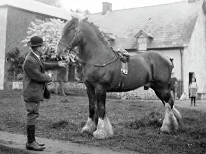 Gentleman with shire horse, Mid Wales Gentleman with shire horse, Mid Wales