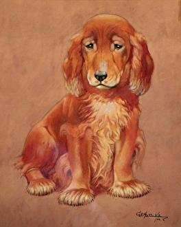 George Ernest Studdy, Irish setter puppy George Ernest Studdy, Irish setter puppy