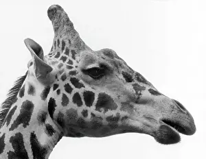 George the Giraffe Print, Chester Zoo Head Study