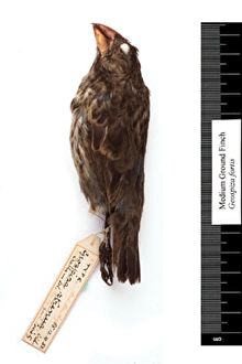 Geospiza fortis, medium ground finch Geospiza fortis, medium ground finch