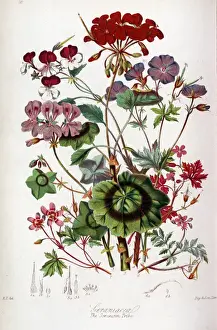 Geraniaceae Family Prints: Geraniaceae - Geranium