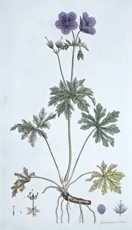 Purple Flowering Plant Prints: Geranium pratense, meadow cranesbill