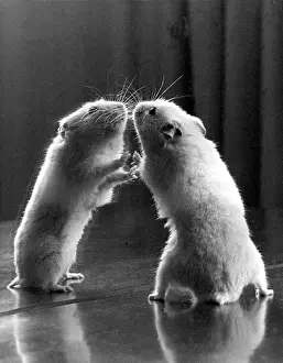 Gerbil looking at its reflection in a mirror Print