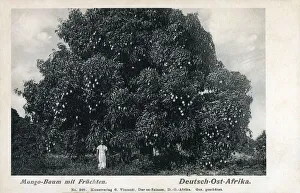 German East Africa - a Mango Tree full of fruit German East Africa - a Mango Tree full of fruit