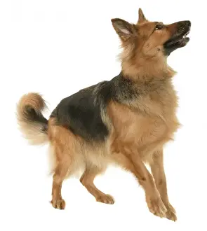 Pet Animal Prints: German shepherd