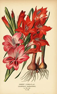 Ghent cornflag, Gladiolus x gandavensis Ghent cornflag, Gladiolus x gandavensis