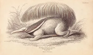 Giant ant-eater, Myrmecophaga tridactyla. Vulnerable Giant ant-eater, Myrmecophaga tridactyla. Vulnerable
