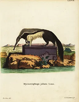 Giant anteater or ant bear, Myrmecophaga tridactyla Giant anteater or ant bear, Myrmecophaga tridactyla