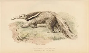 Giant anteater or antbear, Myrmecophaga tridactyla Giant anteater or antbear, Myrmecophaga tridactyla