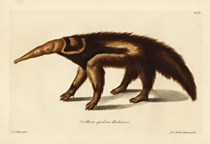 Giant anteater, Myrmecophaga tridactyla Giant anteater, Myrmecophaga tridactyla