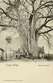 Giant Baobab Tree - Belgian Congo, Central Africa Giant Baobab Tree - Belgian Congo, Central Africa