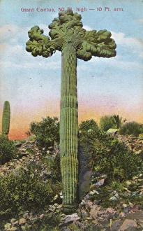 Giant cactus in shape of cross, California, USA Giant cactus in shape of cross, California, USA