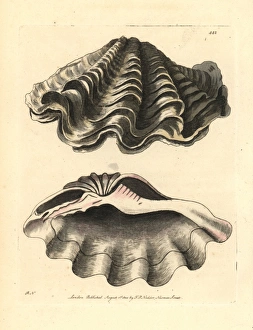 Giant clam, Tridacna gigas Vulnerable Giant clam, Tridacna gigas Vulnerable
