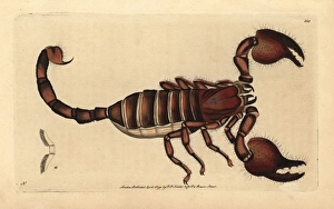 Giant forest scorpion, Heterometrus indus Giant forest scorpion, Heterometrus indus