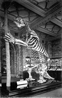 Giant Ground Sloth, Natural History Museum Giant Ground Sloth, Natural History Museum