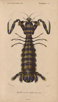 Giant mantis shrimp, Squilla maculata Giant mantis shrimp, Squilla maculata