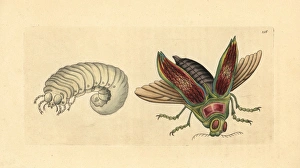 Giant metallic ceiba borer beetle, Euchroma gigantea Giant metallic ceiba borer beetle, Euchroma gigantea