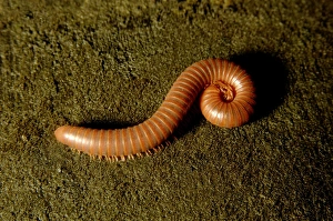 Giant millipede (unidentified), - on rain-forest Giant millipede (unidentified), - on rain-forest