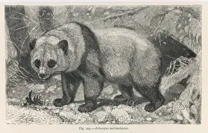 Giant Panda Print (Ailuropoda melanoleuca)