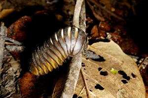 Giant Pill Millipede negotiates a fallen twig Giant Pill Millipede negotiates a fallen twig