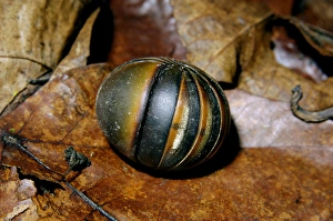Giant Pill Millipede rolls into a ball in danger Giant Pill Millipede rolls into a ball in danger