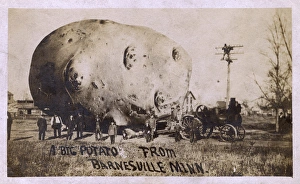 Giant potato, Barnesville, Minnesota, USA Giant potato, Barnesville, Minnesota, USA