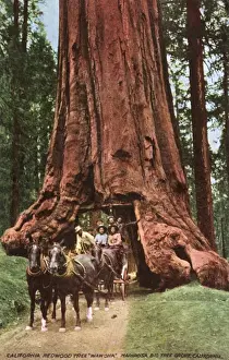 Giant Redwood Print - Wawona Grove, Yosemite National Park, 1912