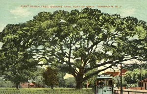 Giant Saman Tree - Queens Park - Port of Spain, Trinidad Giant Saman Tree - Queens Park - Port of Spain, Trinidad
