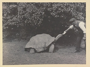 Giant tortoise being fed at Tring Park Giant tortoise being fed at Tring Park