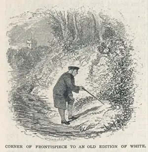 English Naturalist Prints: Gilbert White of Selborn