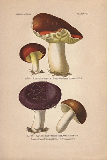 Gilded brittlegill, Russula aurata, and purple-colored Gilded brittlegill, Russula aurata, and purple-colored