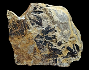 Ginkgo huttonii, fossilised ginkgo leaves Ginkgo huttonii, fossilised ginkgo leaves